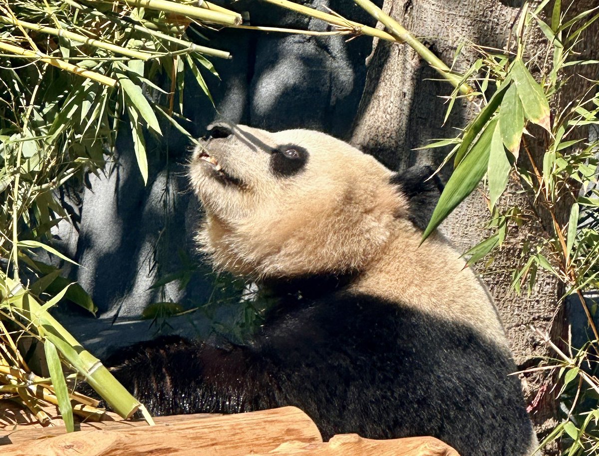 SenToniAtkins's tweet image. The partnership between San Diego Zoo Wildlife Alliance &amp;amp; the CWCA supports a shared mission to protect animal populations vulnerable to extinction. Global collaborations like these between CA &amp;amp; China are critical for wildlife conservation, &amp;amp; we must celebrate them. #PanDiego