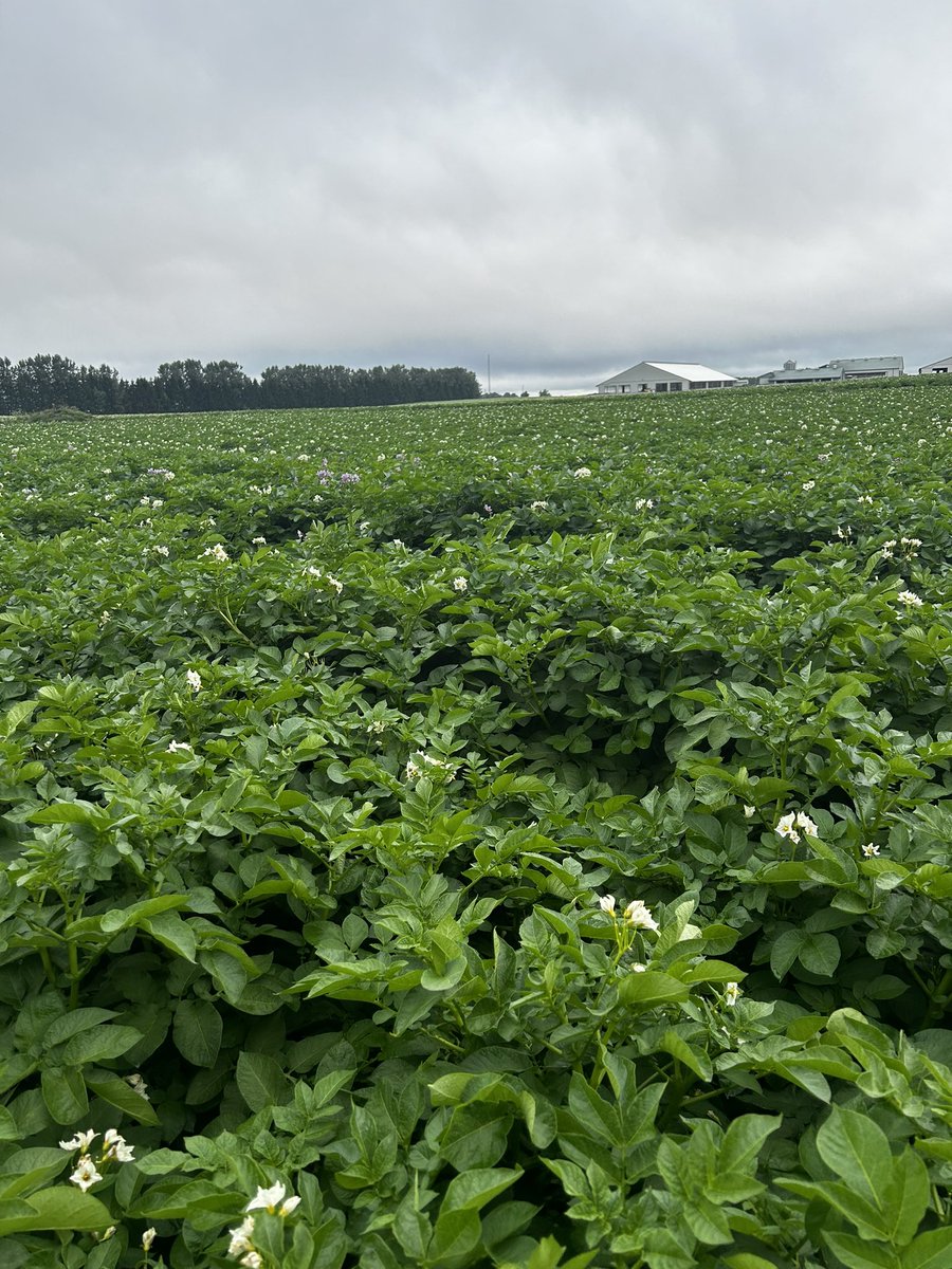 This is a typical view I see mostly in the summer months. This would be my 5th year scouting spuds. Isn’t it pretty when they are in flower!
-Alex
