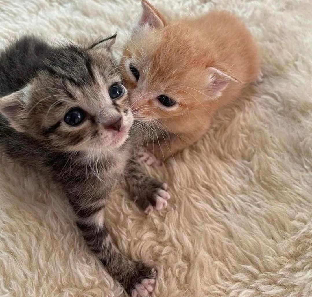 Catsillyness's tweet photo. a kiss https://t.co/xyrIvuy0EW