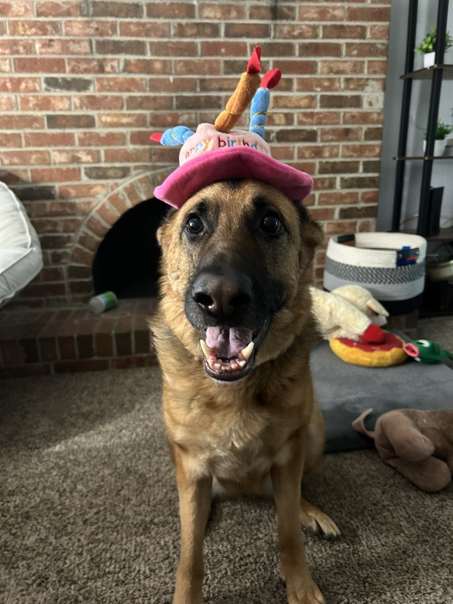 IsJeefff's tweet photo. Had to continue that I just got off a 12 hour shift and ended up coming home to celebrate her 5th birthday!
I think she’s happy.
What do you think?
#Willow #DogBirthday #5thBDay #JustJeff https://t.co/9ygyEp4YVy