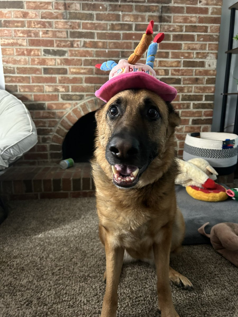 IsJeefff's tweet photo. Had to continue that I just got off a 12 hour shift and ended up coming home to celebrate her 5th birthday!
I think she’s happy.
What do you think?
#Willow #DogBirthday #5thBDay #JustJeff https://t.co/9ygyEp4YVy