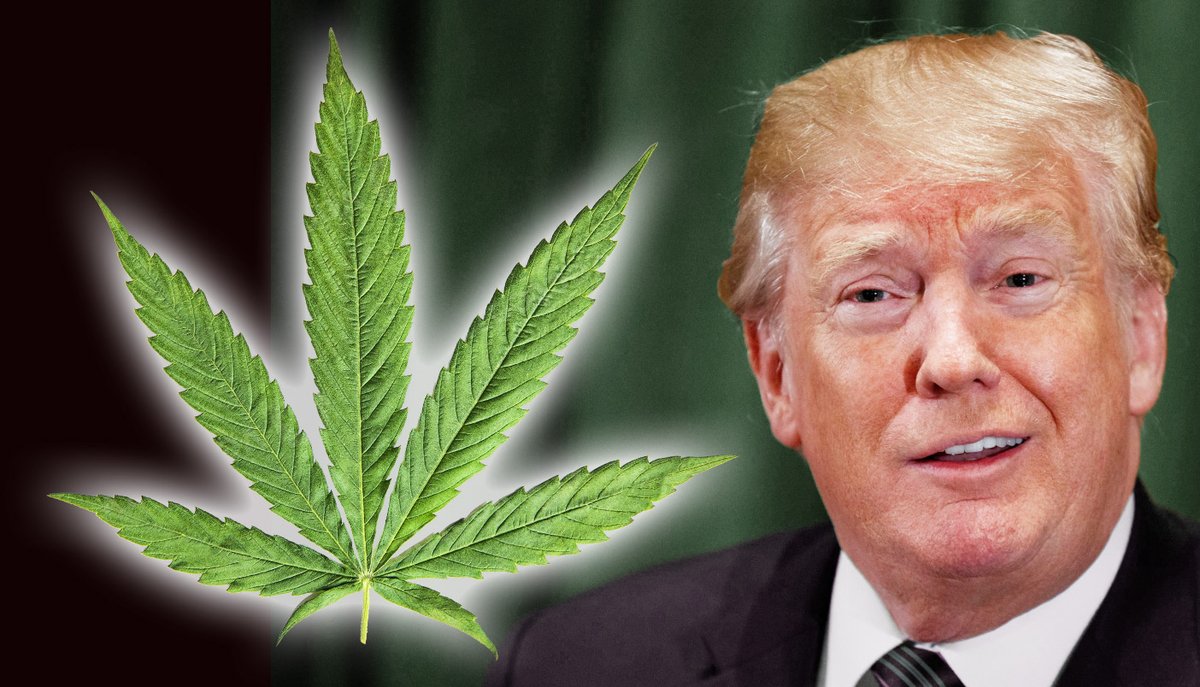 WeedGrowing's tweet photo. Trump Suggests He Supports Decriminalizing Marijuana https://t.co/F8Co47rq6G https://t.co/v8pBC7ZOOP