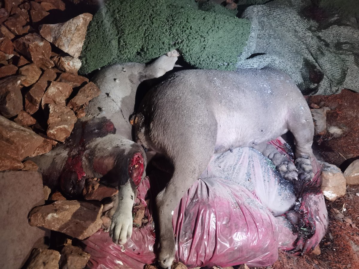 umuttastan_'s tweet photo. Katliamın olduğu noktaya geldik, fotoğrafları sansürleyerek atmak istemiyorum.

Katliamı boyutu aleni görünmeli. Hayvanların bir kısmı ıkınarak can vermiş! Yaraların üzerindeki kanlar hala taze

Bölgede bulunan veteriner hekimler, ölümlerin 48 saat içerisinde olduğunu öngördü. https://t.co/ec3uiZtN5Z