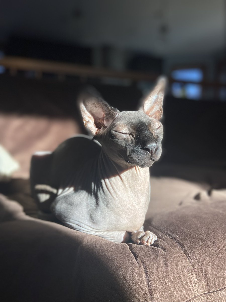 Happy International Cat Day from my favourite child, Dobby.