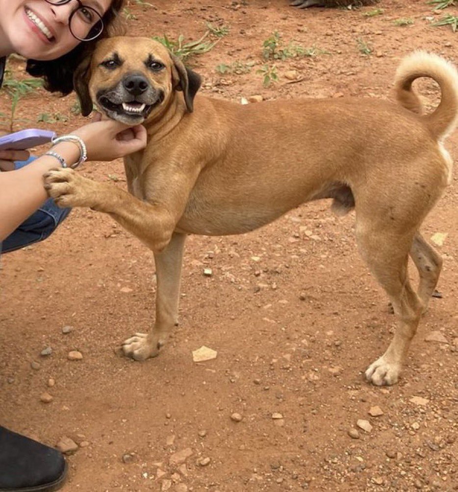Um doguinho tirando foto com uma fã