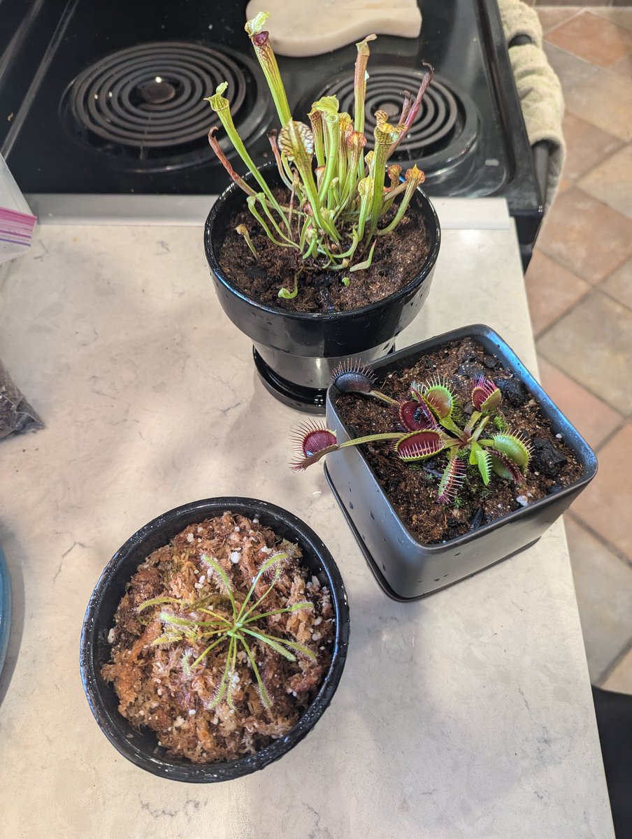 Got myself some carnivorous plants recently, and I love them! It's like having alien life in my house haha. 
Their care requirements are so wildly different from all my other plants. I love em.
