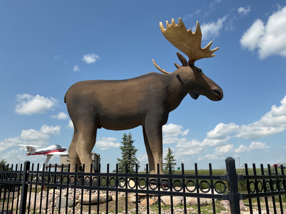 Writer_Alice's tweet image. Meet Mac, the world's largest moose, who lives in Moose Jaw, Saskatchewan. Norway built a moose that was a foot taller, so Mac shed his antlers for a set of taller ones that restored his glory.