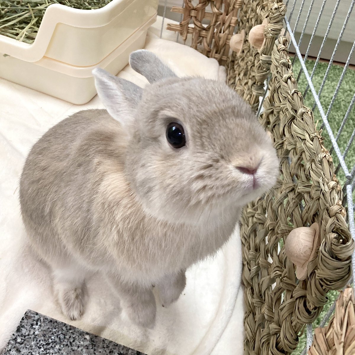 きなこちゃんページ コウペンちゃん展 クリアシール – コウペンちゃん はなまるストア