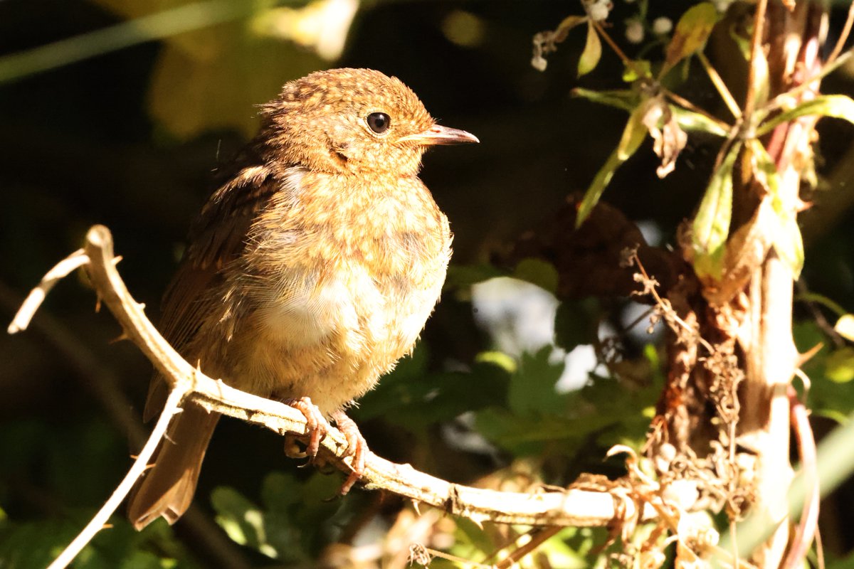 CenricCE's tweet image. Nos Da Bawb - Good Night All 
Robin Goch ifanc wythnos diwetha'
A juvenile Robin last week 
#ParcTredelerch #Caerdydd
Cysgwch yn dawel! Sleep tight!
❤️🏴󠁧󠁢󠁷󠁬󠁳󠁿