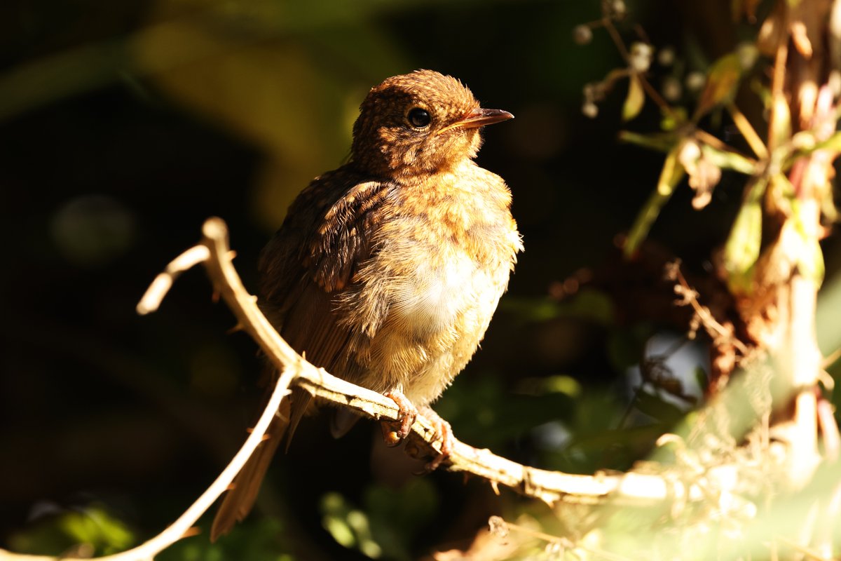 CenricCE's tweet image. Nos Da Bawb - Good Night All 
Robin Goch ifanc wythnos diwetha'
A juvenile Robin last week 
#ParcTredelerch #Caerdydd
Cysgwch yn dawel! Sleep tight!
❤️🏴󠁧󠁢󠁷󠁬󠁳󠁿