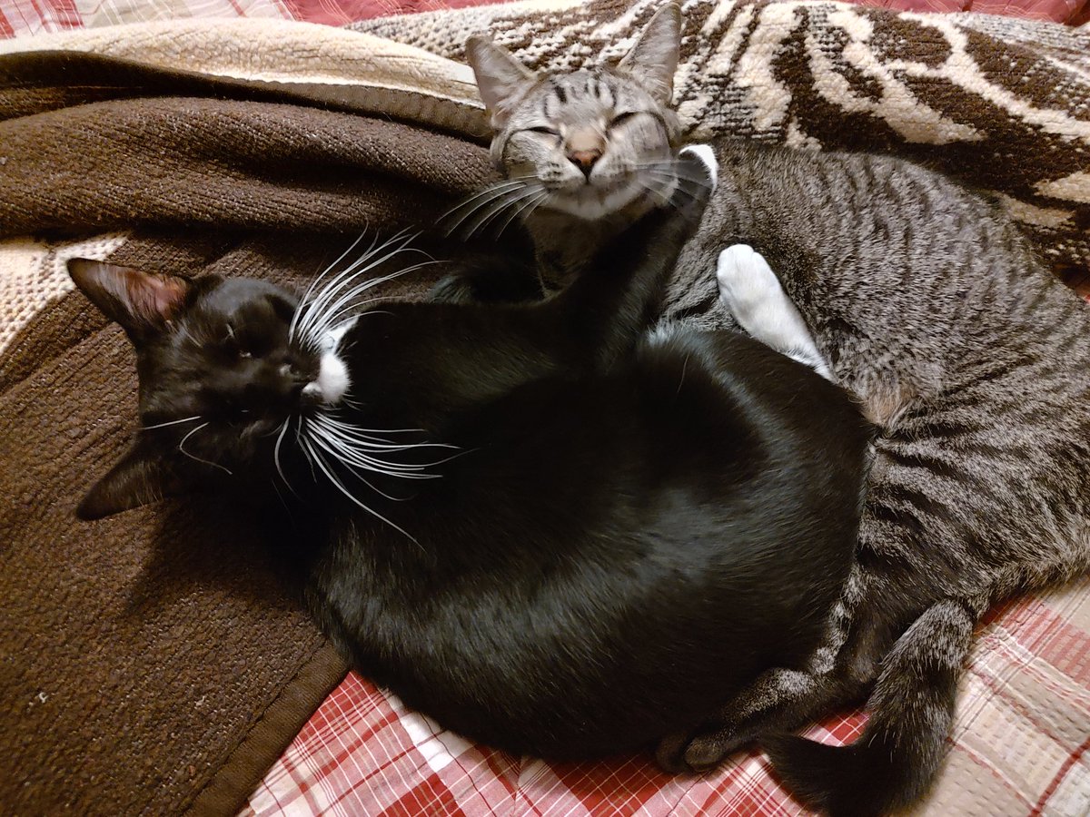 DividedRy's tweet image. Happy international cat day from Frida and Eleanor! Been you to have any burbs, man?