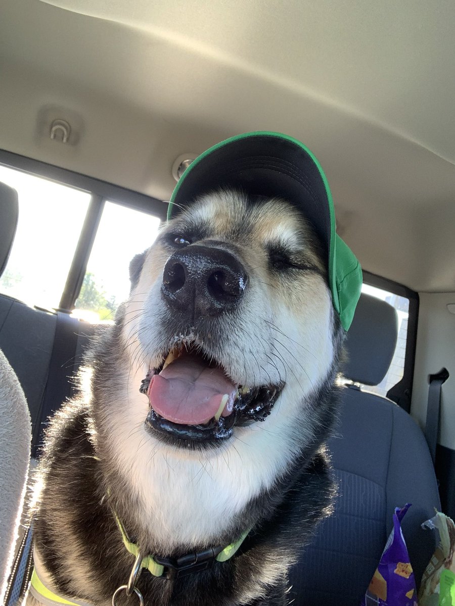 Jocelynmarie99's tweet photo. @DogginTrump #PetsForHarris https://t.co/GCIxlunomV