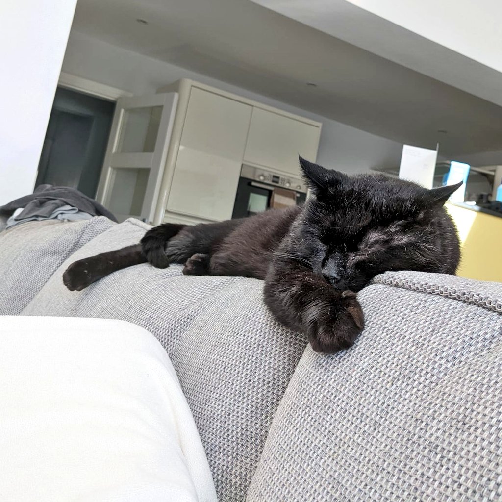 Pink_Sheep12's tweet photo. @Number10cat It's a hard life waiting for dinner, Mackie taking a well deserved nap 🥹 https://t.co/xNSlbb8RcK