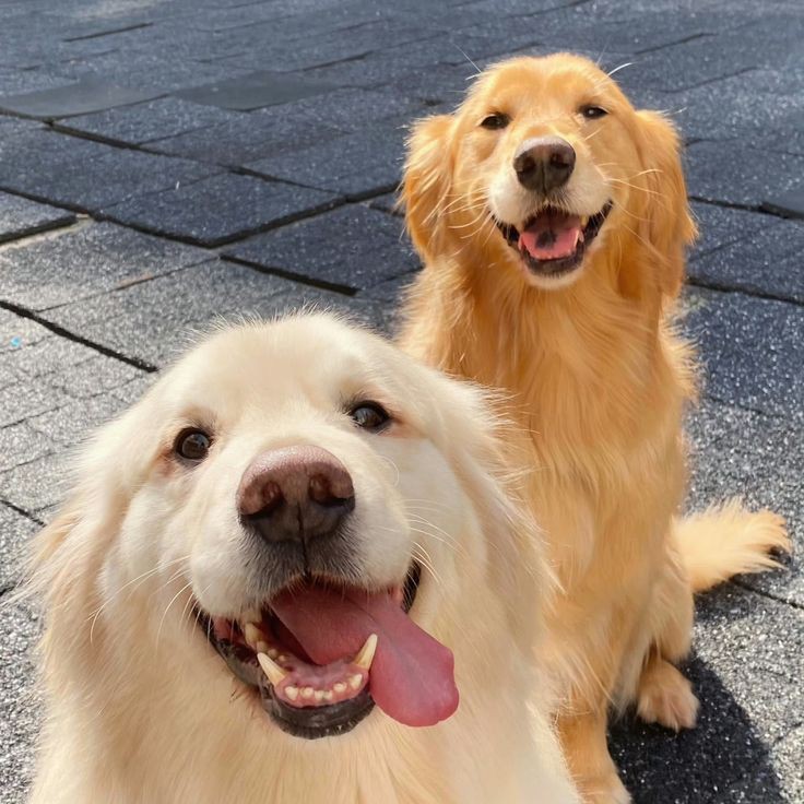 puppiesDoglover's tweet photo. https://t.co/nuI0EFxH5N