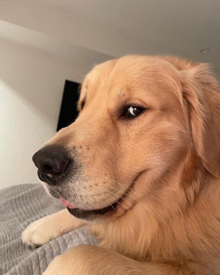 Doglover (@puppiesdoglover) on Twitter photo 