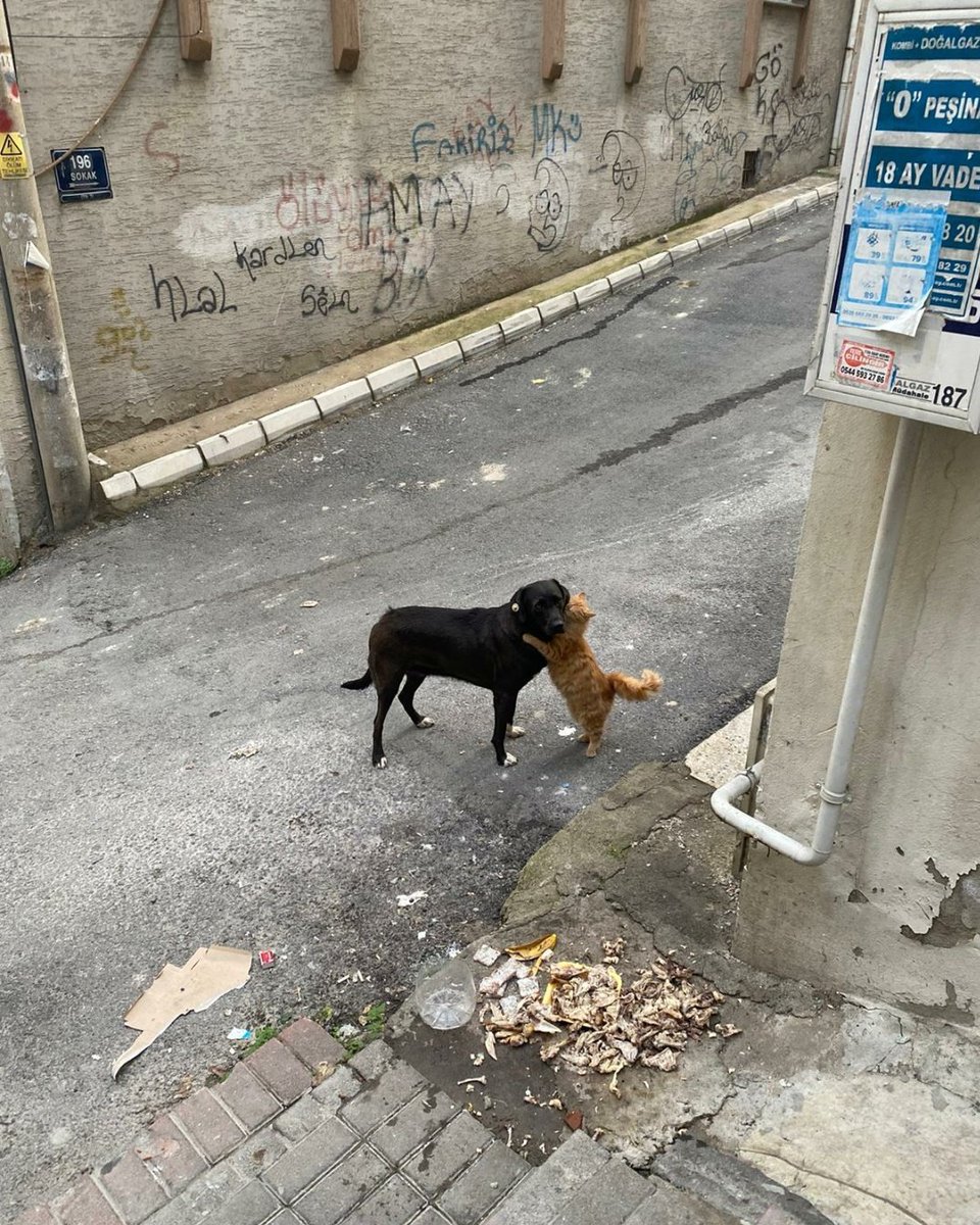 BAŞKA BİRŞEY DİYEMIYORUM 
 #Acil #TürkiyedeKatliamVar #instagramaçılsın #hükümetistifa #AltındağdaKatliamVar