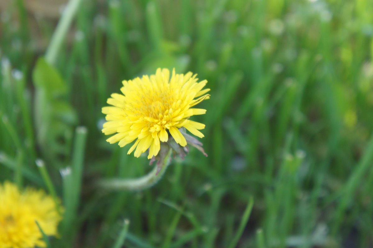 Howie01353073's tweet photo. #environment #inhabitants #ecology #NatureBeauty #NatureInspired #naturelovers #natural #flower #vegetative #plants https://t.co/hVSbwYfYmz