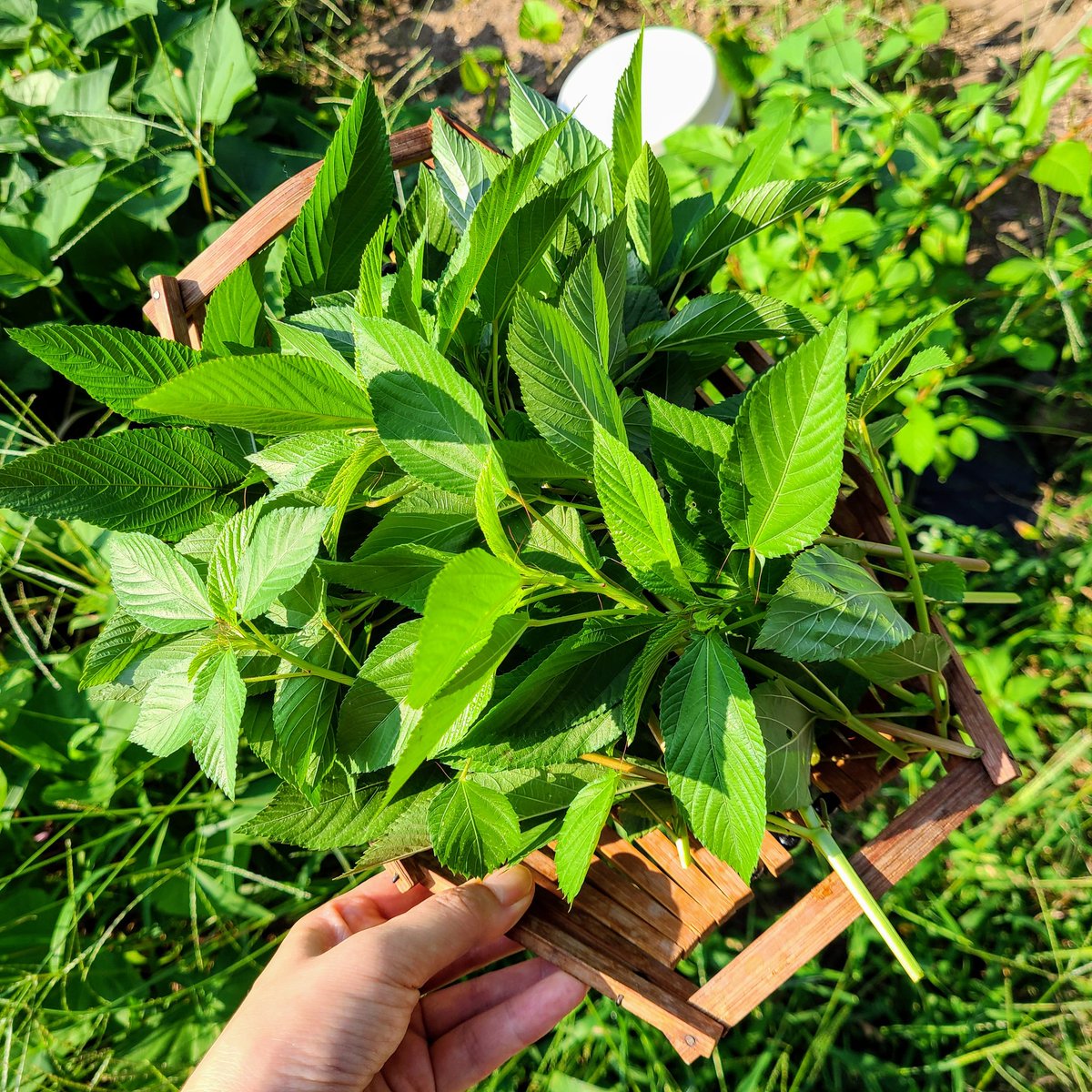 SaeCue's tweet photo. #モロヘイヤ こんなに大きくなった🌿
太陽の日差しタップリ浴びて☀️
虫もつかず…
青々✨
#jewsmallow #naltajute #mulukhiyah #綿半 https://t.co/MybokwMTCV