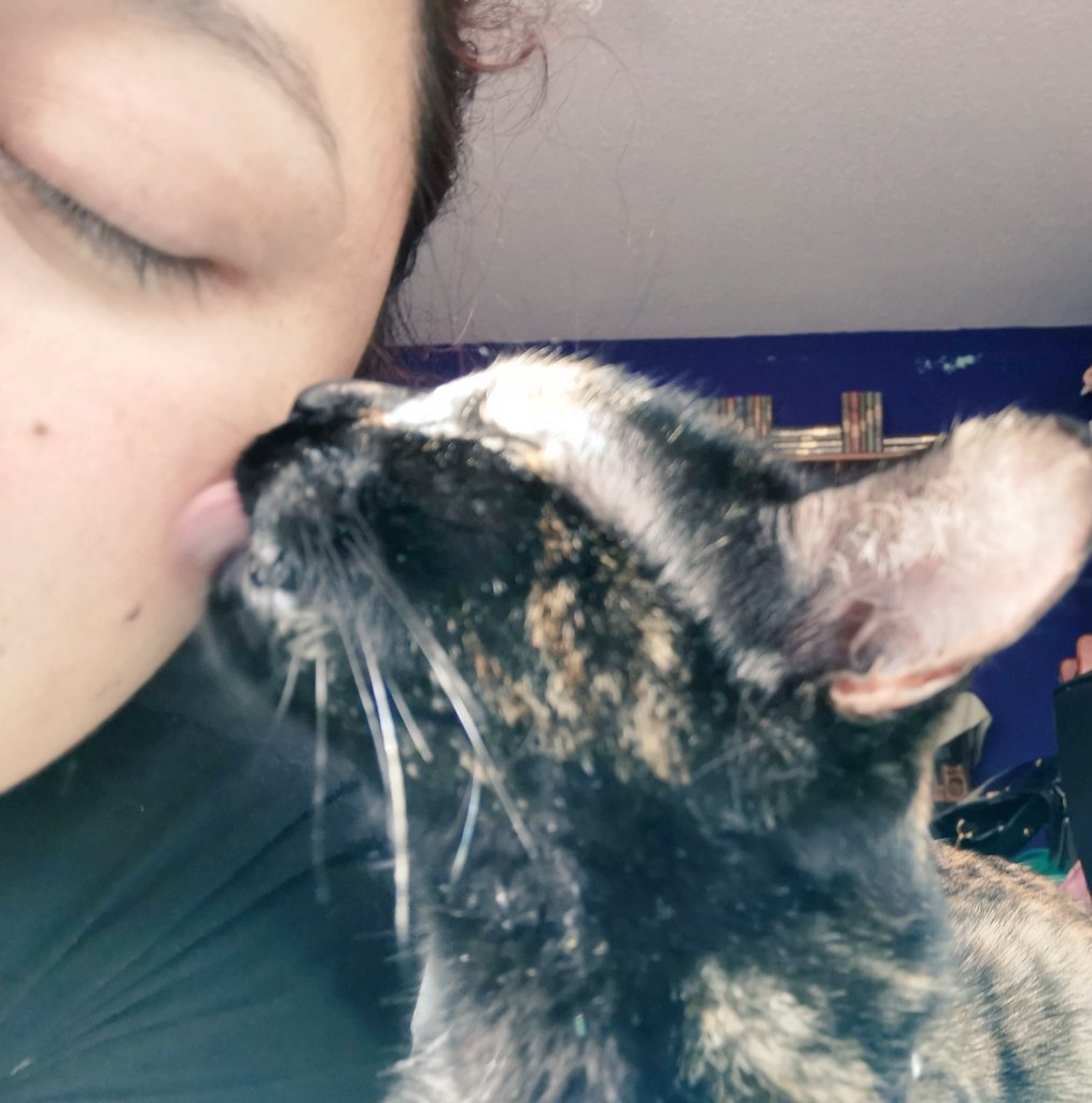 Amiga_Veneno's tweet photo. Hoy, mi Scarlett Eclipse cumple 4 años 🎂🐱❤️

#DiaInternacionalDelGato  #Gatos #Michi #AmorDeGato #CatsofTwittter #GataCarey
#Carey #Gatitos #VidaDeGato #CatLover #MichiLover #MichiLife #MichisAdorables https://t.co/sZ8wkQSNnM