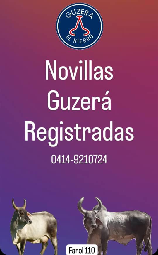 TENEMOS NOVILLAS PURAS GUZERA CON REGISTRO. TEL. 0414-9210724