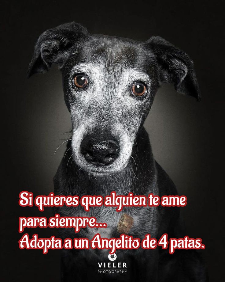 AMA Y CUIDA LOS ANIMALES