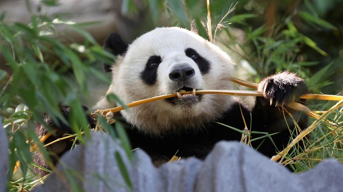 detikTravel's tweet photo. #Foto Panda China Kembali Tempati Kebun Binatang AS, Simbol Persahabatan Negara! 🐼
Lucunya! Yuk kita lihat foto-fotonya! 😍
>> https://t.co/gWYSwBpdvy
Foto : REUTERS
#detikTravel #panda #china #kebunbinatang #simbol #zoo #animal https://t.co/ukMJqGfmQU