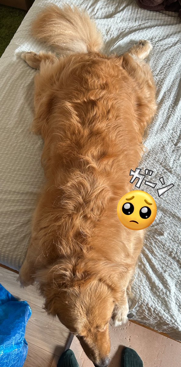 ALF_Golden's tweet photo. アルフ、ついに体重が37.46kgに😨
お医者さんにダイエットするよう言われてしまいました😭　せっかくアカナで毛艶も💩も口臭も改善して安心してたのに😭　　アカナはアルフにとっては美味しすぎるらしい…  またフード選びを1から始めます。　お医者さんが言う適正体重は32kg！
頑張るぞー🥺 https://t.co/mAOxowMLLo