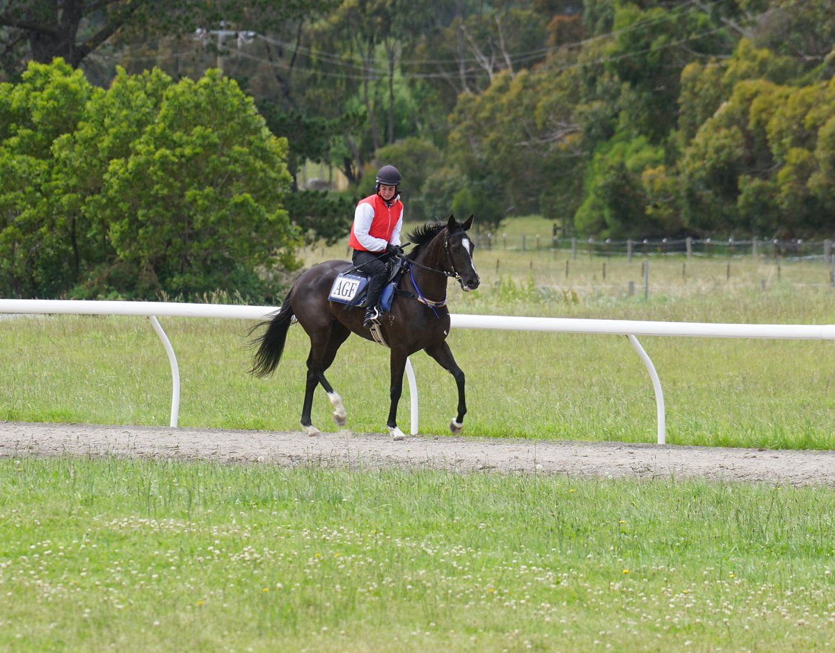 Good luck to Tony Santic <a href="/MakybeS/">MAKYBE</a> tomorrow with Makybe's last foal @kemblagrangeracing <a href="/clarryconners1/">@clarryconnersracing</a> #Terrifictonka