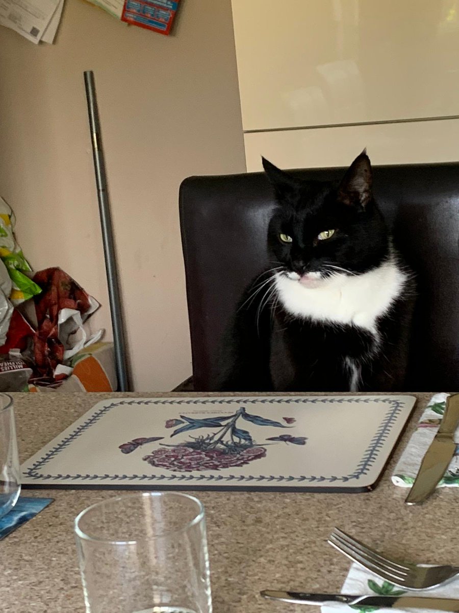 Literally disgusted I am a day late posting, Tigger suffers the additional dignity of having to wait for breakfast to be served 

#InternationalCatDay