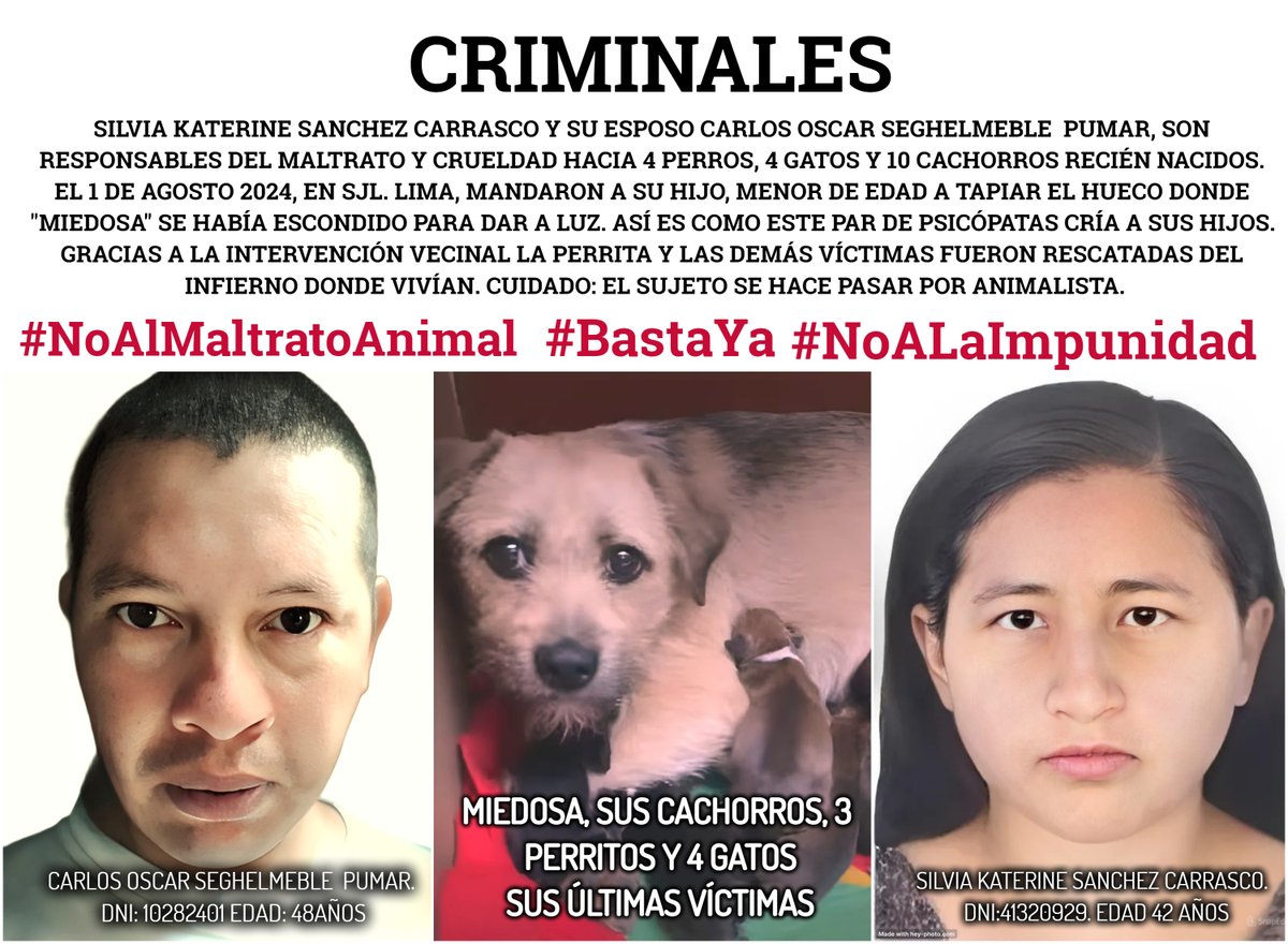 Para no olvidar el caso de "Miedosa" enterrada viva por SILVIA KATERINE SANCHEZ CARRASCO, CARLOS OSCAR SEGHELMEBLE PUMAR y sus hijos. La perrita, 4 gatos y 3 perritos más, rescatados famélicos y con fracturas, deben haber sufrido mucho con esa familia psicópata. El sujeto...