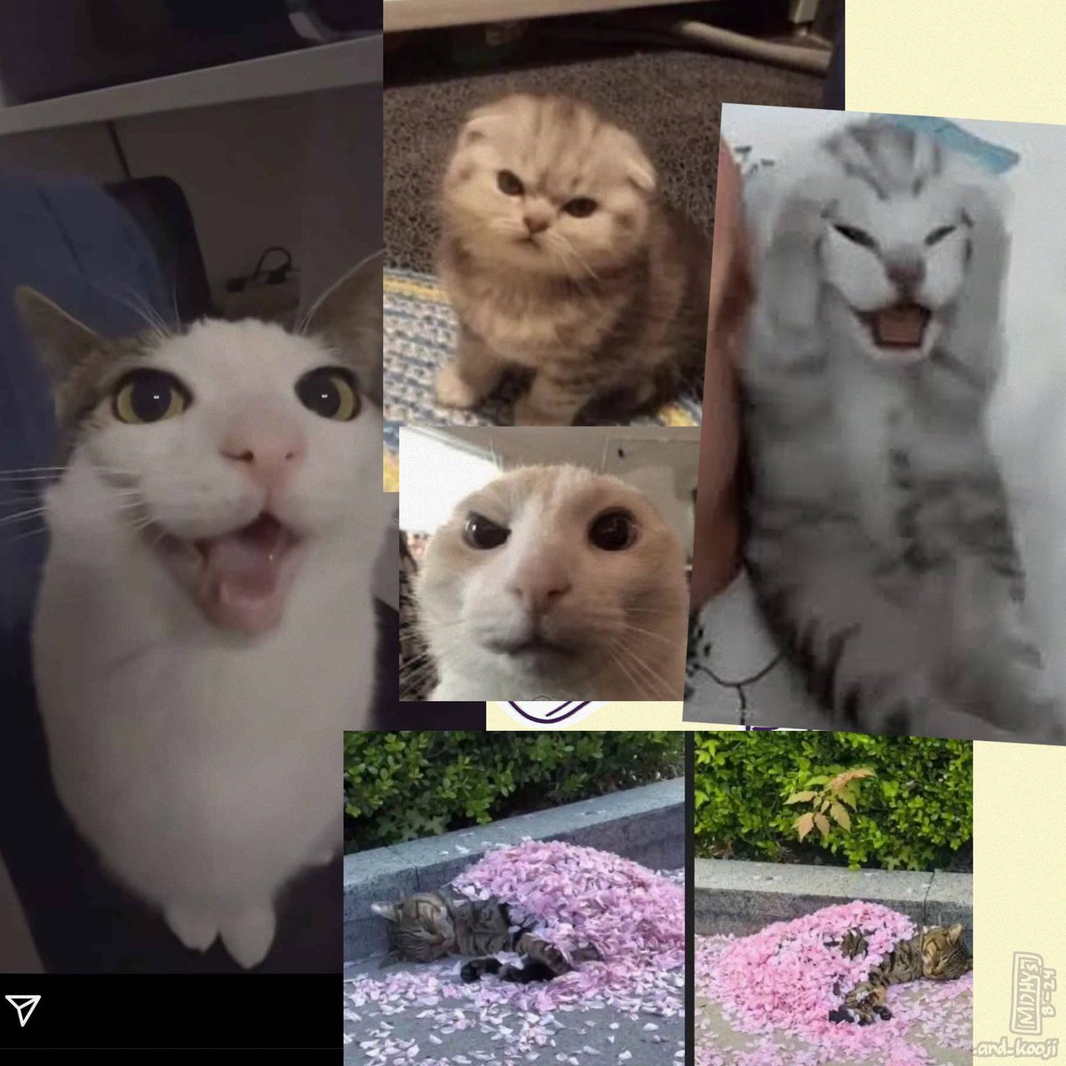 Es el día del gato, lo que significa que celebramos a nuestro gatito favorito : D
Los memes de gatos son tan buenos jejeje
#OCBel