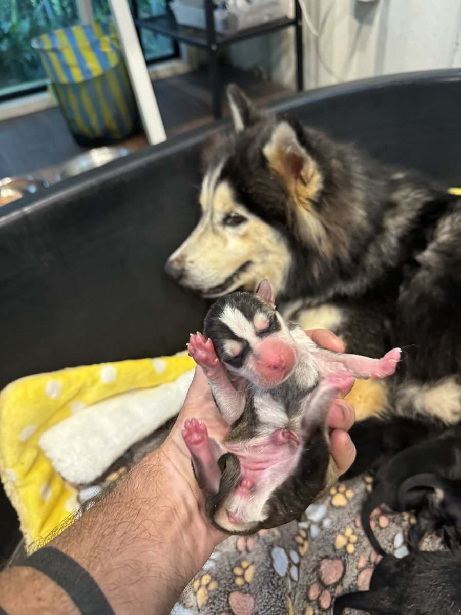 NiallHarbison's tweet photo. It was a long night for Bowie. She was an abandoned street dog husky in Thailand just 6 weeks ago. 

At 4.30 she started having her first ever puppies (1/7) 🧵 https://t.co/CrQVrhtTP5