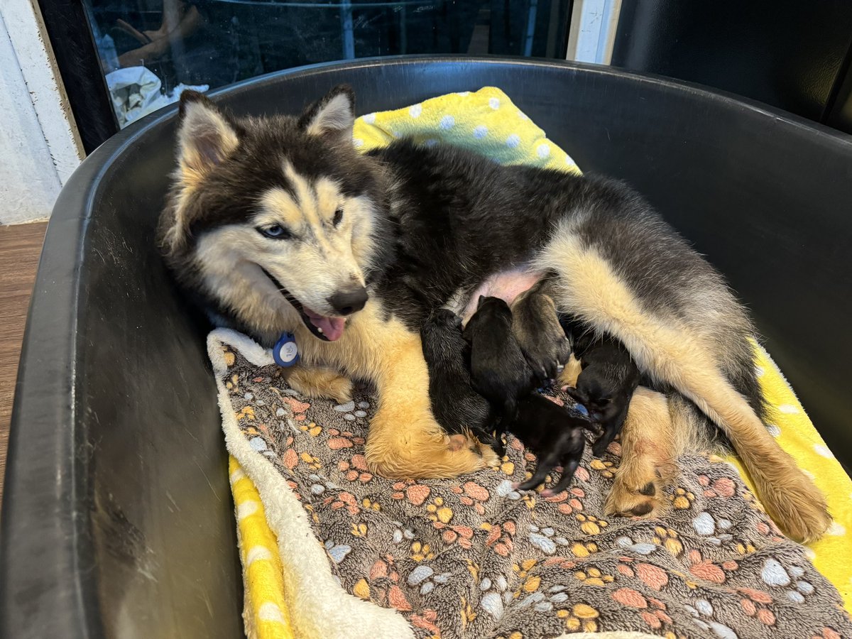 This first pic is the day she came in alone, underweight and very sick after sleeping rough. 

She would have been alone in the jungle today having those babies. I’m not sure her or the babies would have made it. 

Look at her now just 6 weeks later. Proud as can be ❤️ (7/7)