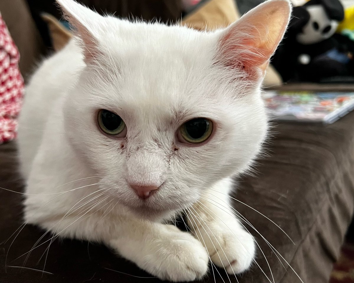 Qlaws 🐱🥖 tweet media