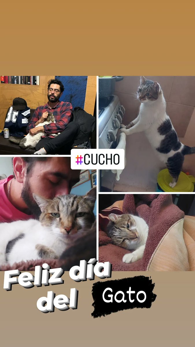 #DiaInternacionalDelGato 😼