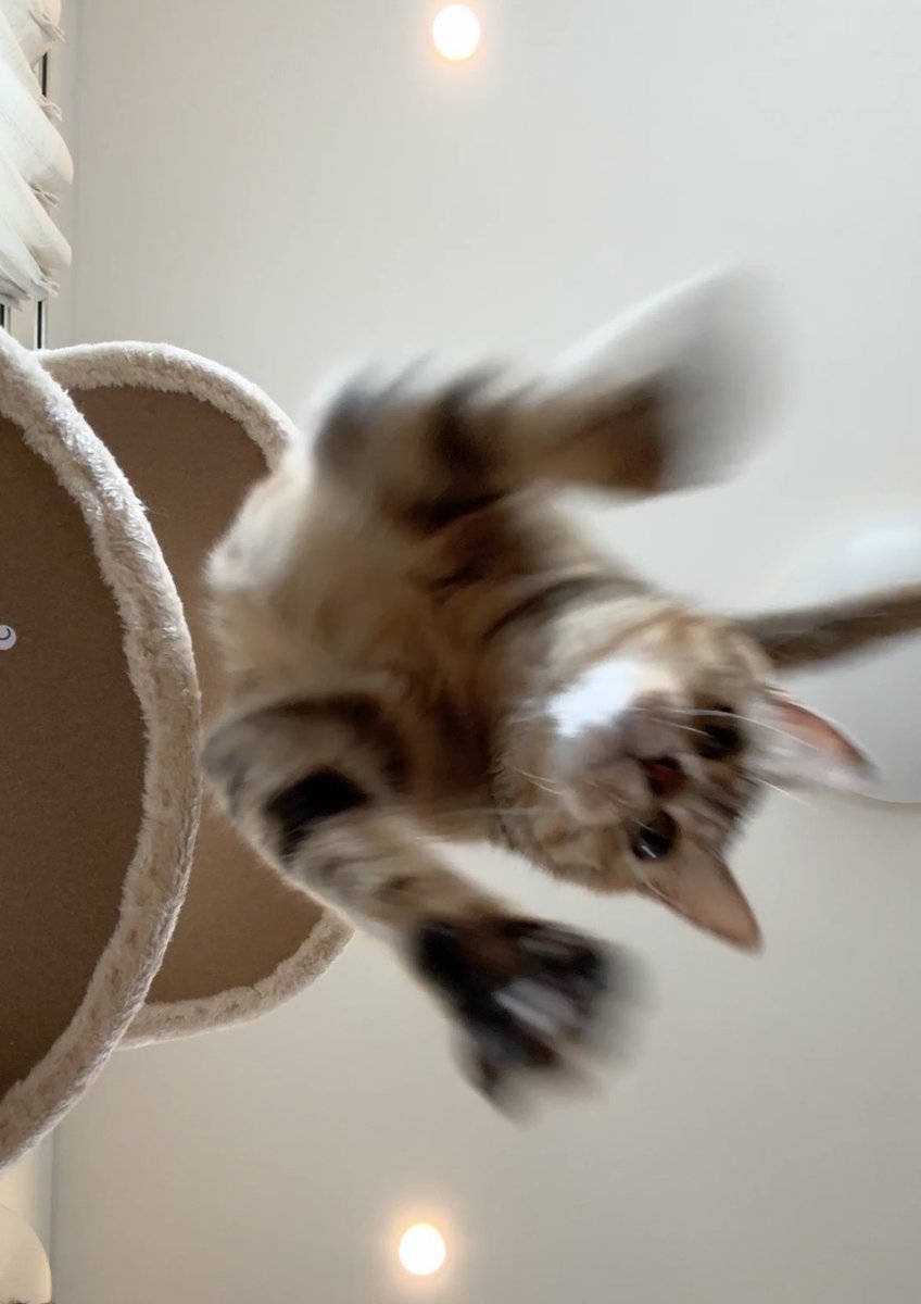 きけん
5.5㌔猫。降ってきます