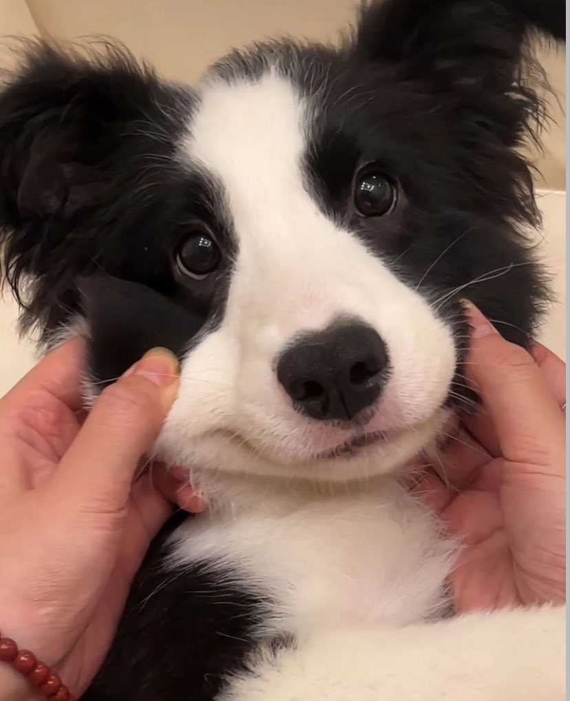 twaniimals's tweet image. 🖤