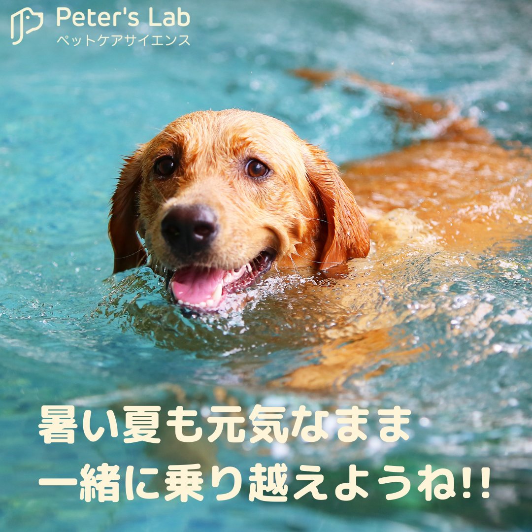 PetersLab_JP's tweet photo. #peterslab #ピータースラボ #ペットケア #ペット遺伝子検査 #ペット健康検査 #犬の健康診断 #猫の健康診断 #わんこ #にゃんこ #ふわもこ部 #いぬすたぐらむ #ねこすたぐらむ #犬のいる暮らし #猫のいる暮らし https://t.co/p5F5GiE3Lp