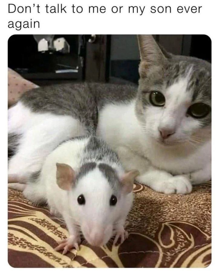 WholesomeMeme tweet picture