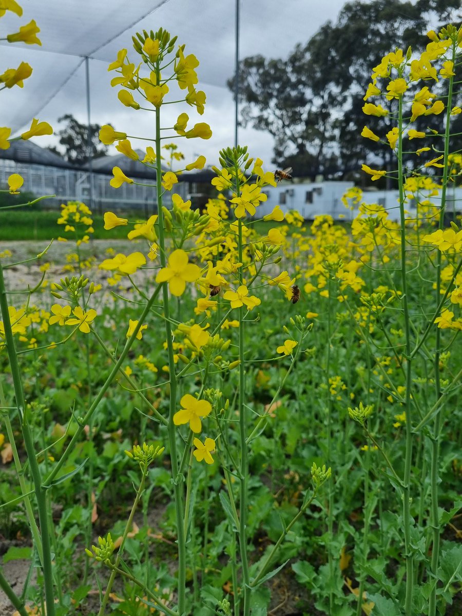Another week another data collection session. Canola is looking good with plenty of bee activity throughout. #canola #ilovecanola #curtinag