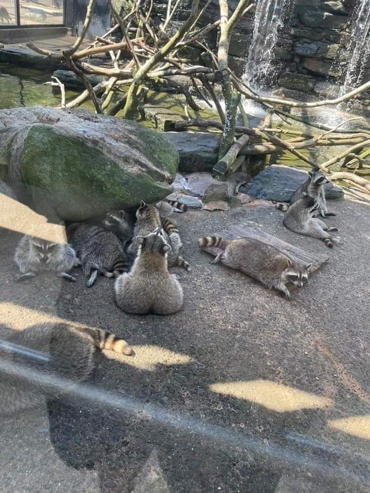 Zac The Raccoon 🦝🎓 (@isaacclarke2021) on Twitter photo 