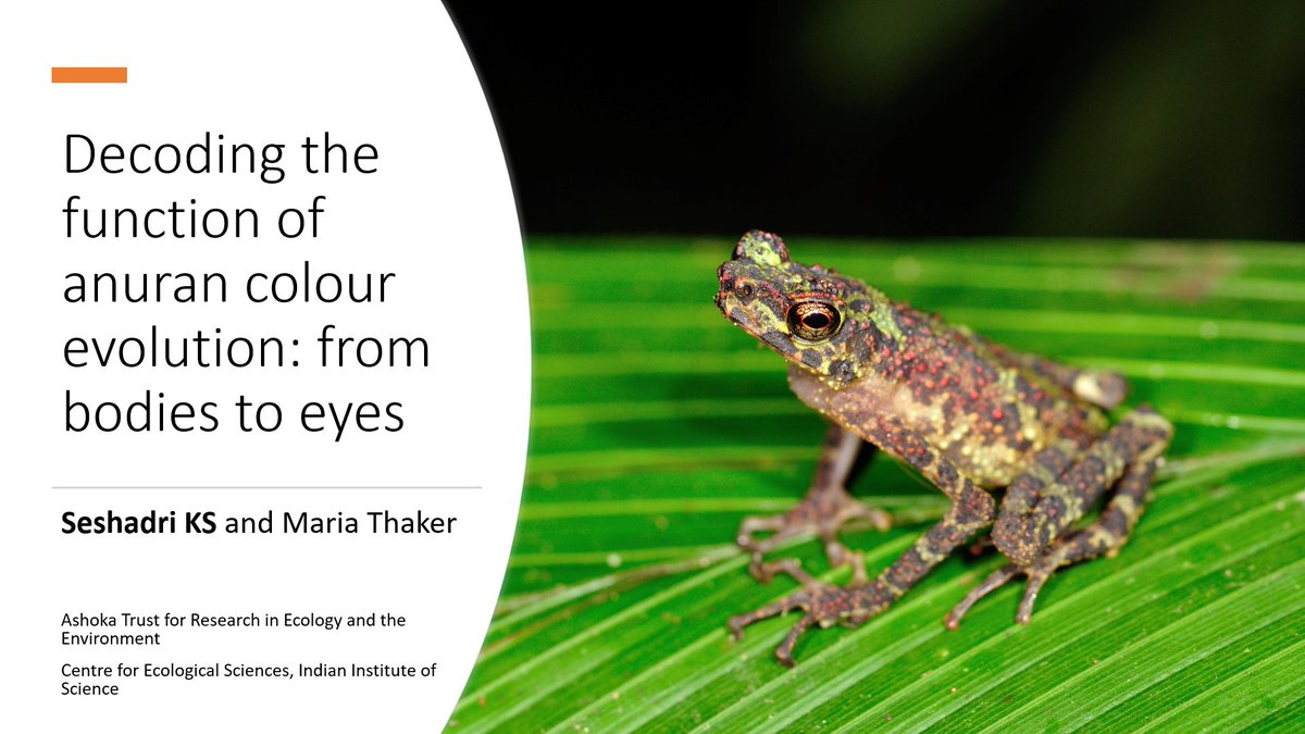 ಶೇಷಾದ್ರಿ ಕೆ ಎಸ್| Seshadri K S (@ksseshadri) on Twitter photo Ever wondered if the intricate colours and patterns on frogs had a function?
Come listen to our talk at today at 1045 am, Room 4, <a href="/WCHerp/">World Congress of Herpetology</a> #WCH10 !
<a href="/atree_org/">ATREE</a> <a href="/AmphibiaWeb/">AmphibiaWeb- we're on @amphibiaweb.bsky.social</a> <a href="/MacrophysLab/">Maria Thaker</a> Ever wondered if the intricate colours and patterns on frogs had a function?
Come listen to our talk at today at 1045 am, Room 4, <a href="/WCHerp/">World Congress of Herpetology</a> #WCH10 !
<a href="/atree_org/">ATREE</a> <a href="/AmphibiaWeb/">AmphibiaWeb- we're on @amphibiaweb.bsky.social</a> <a href="/MacrophysLab/">Maria Thaker</a>