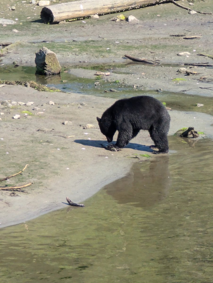 Is this bear week?
Ketchikan AK