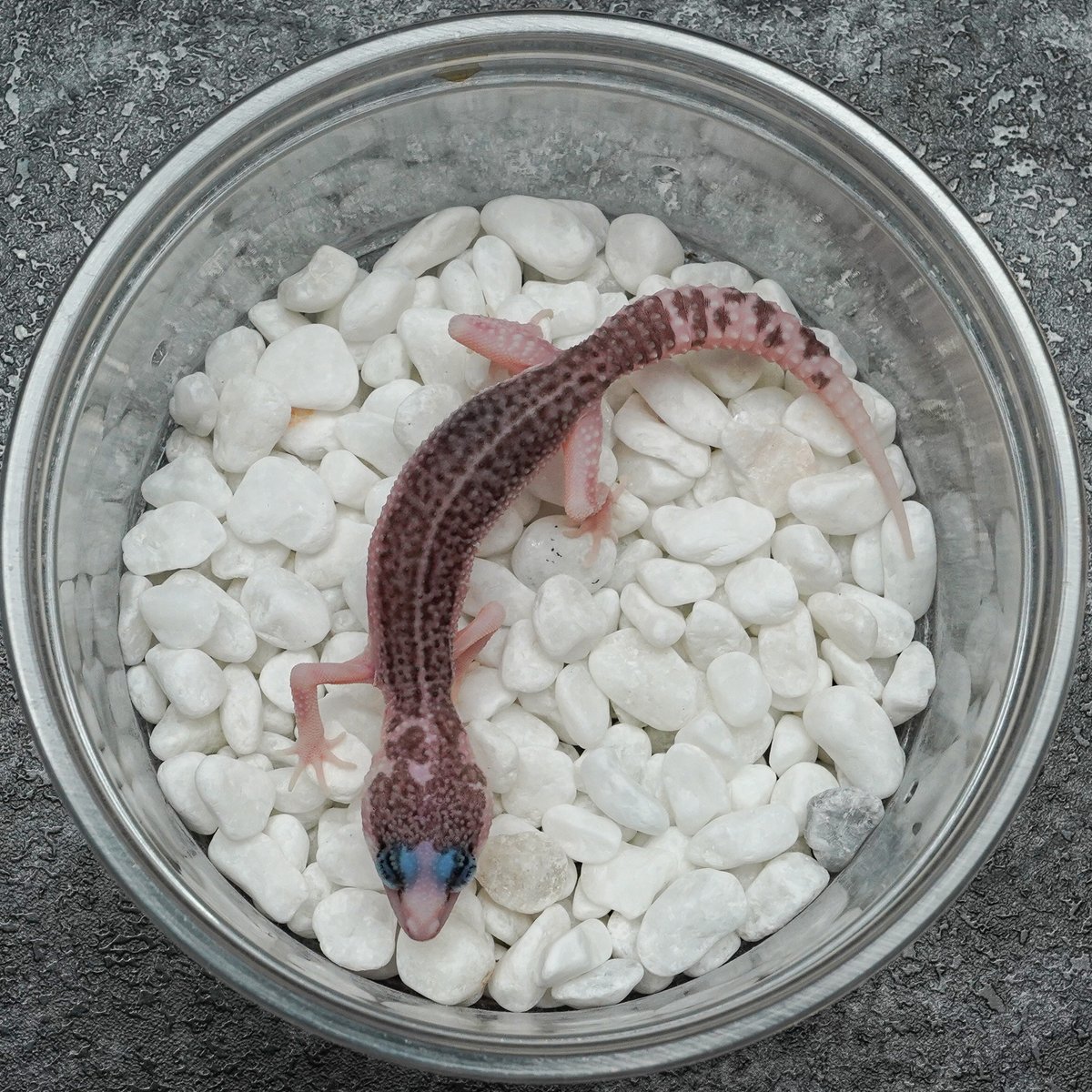 さまざまなパターンのヒョウモントカゲ。

#ヒョウモントカゲ #レオパードゲコ #爬虫類 #reptile #トカゲ