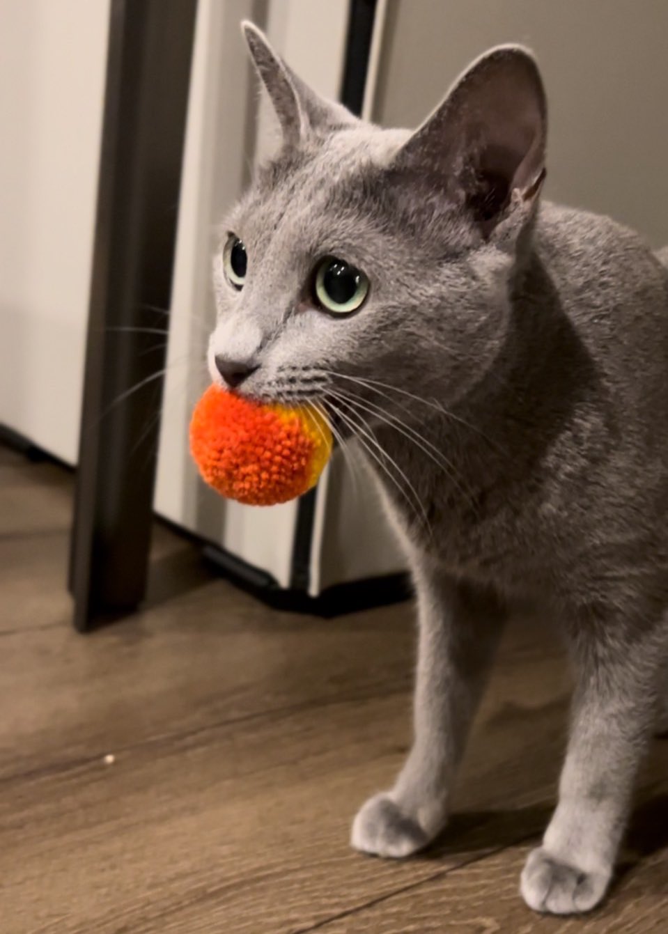 ロシアンブルー様⁂ ロシアンブルーのベル🐈‍⬛ (@belle20220715) / X