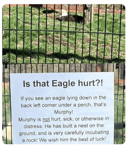 kimkomando's tweet photo. Murphy the Eagle isn't hurt, he's just carefully incubating a rock! π¦
π Wishing him the best of luck with his special "egg." #EagleHumor #AnimalStories #MurphysRock https://t.co/awH0zqhuwV