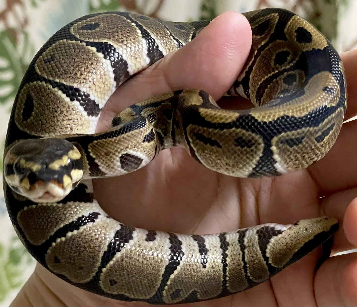 ballpython2019's tweet image. 綺麗に脱いだねーっ❗️✨偉いね〜😚💕って愛でてたらこの子ビュンビュン飛んでくる😂ww 元気が一番🥳w
poss triple hetのうちのVPIアザンはなんだか入ってそうな気がするんだけど、他は私レベルじゃわからんな😇
#ボールパイソン