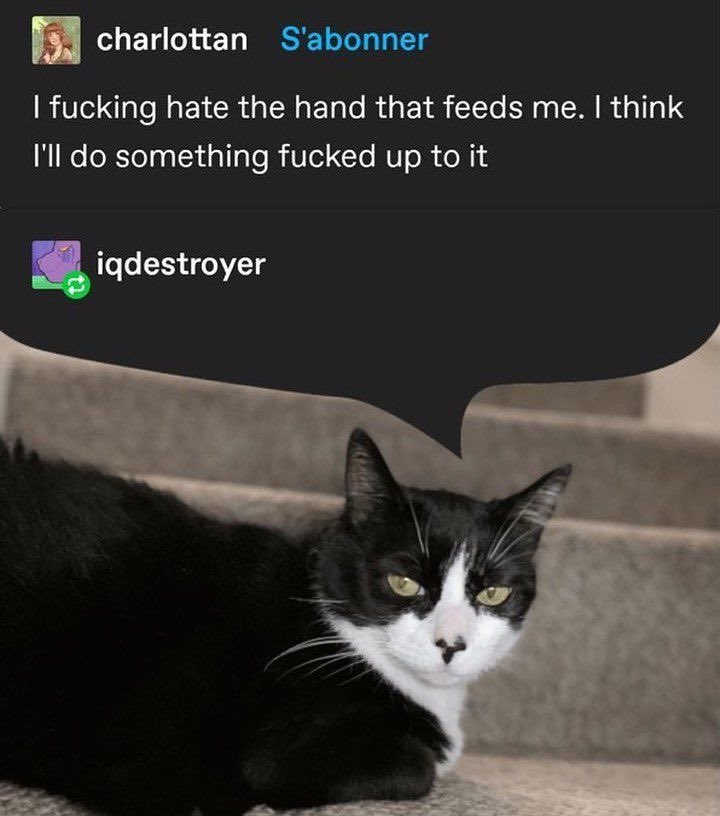 PunchingCat's tweet image. 