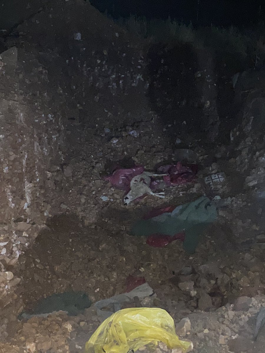 kirpiketkisi's tweet photo. Bölgeden ayrılıyoruz, bazılarımız kamyonu takip edecek. 13 köpek 1 kedi 2 koyun bedenine ulaşıldı. Koyunu orada bıraktılar. Bunlar sadece yüzeyde görünenlerdi, kazı veya detaylı çalışma yok henüz. Etlik veteriner araştırma enstitüsüne götürüyorlar köpekleri kolluk eşliğinde. #AltındağdaKatliamVar