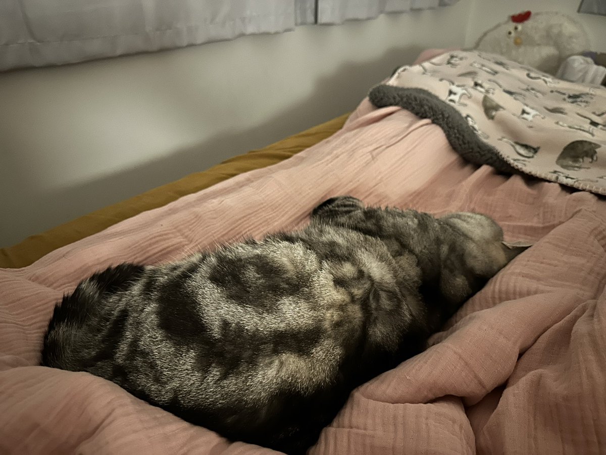 9107molly's tweet photo. A rainy night 

#cat #internationalcatday2024 https://t.co/4AgB8mXKLr